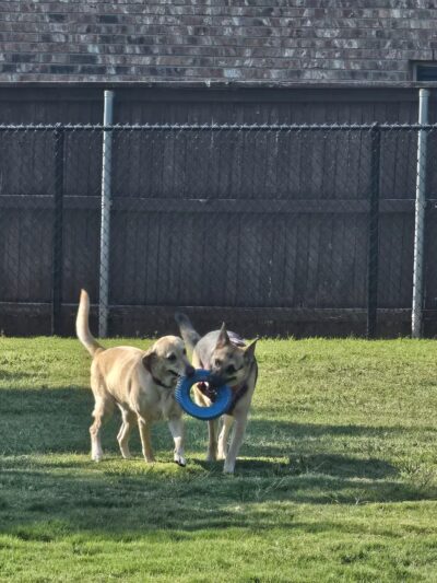 NRH Tipps Canine Hollow Dog Park - North Richland Hills, TX