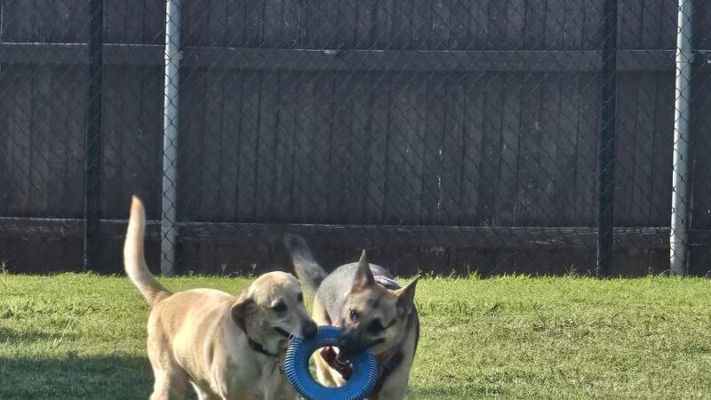 NRH Tipps Canine Hollow Dog Park - North Richland Hills, TX