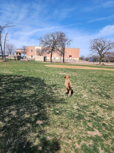 NRH Tipps Canine Hollow Dog Park - North Richland Hills, TX