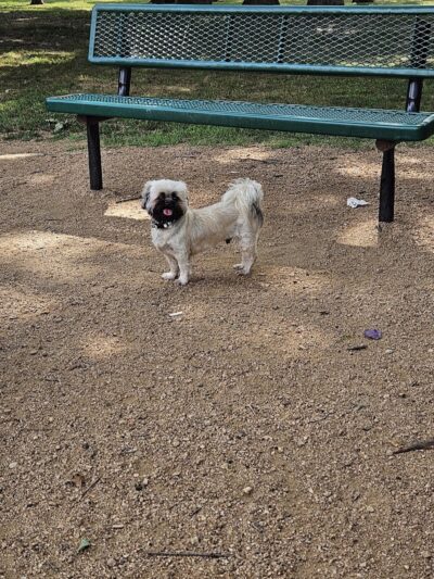 NRH Tipps Canine Hollow Dog Park - North Richland Hills, TX
