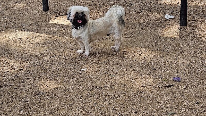 NRH Tipps Canine Hollow Dog Park - North Richland Hills, TX