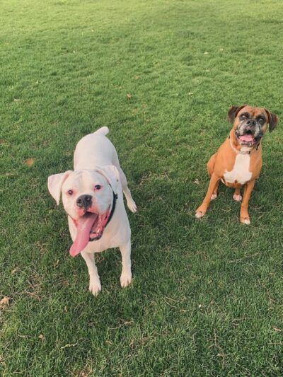 NRH Tipps Canine Hollow Dog Park - North Richland Hills, TX