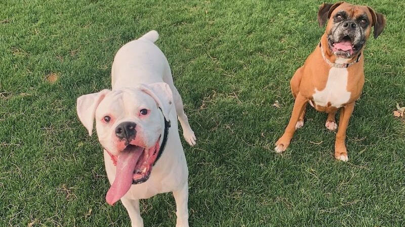 NRH Tipps Canine Hollow Dog Park - North Richland Hills, TX