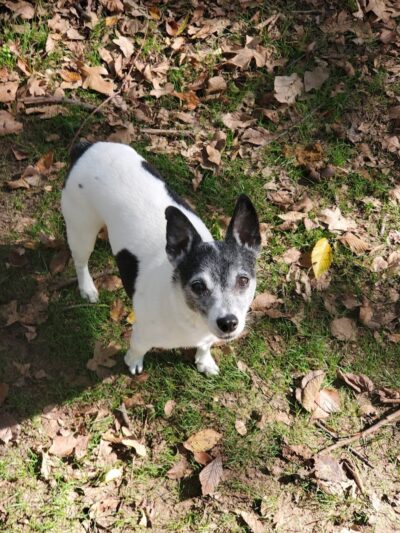 NRH Tipps Canine Hollow Dog Park - North Richland Hills, TX