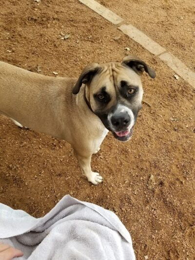 NRH Tipps Canine Hollow Dog Park - North Richland Hills, TX