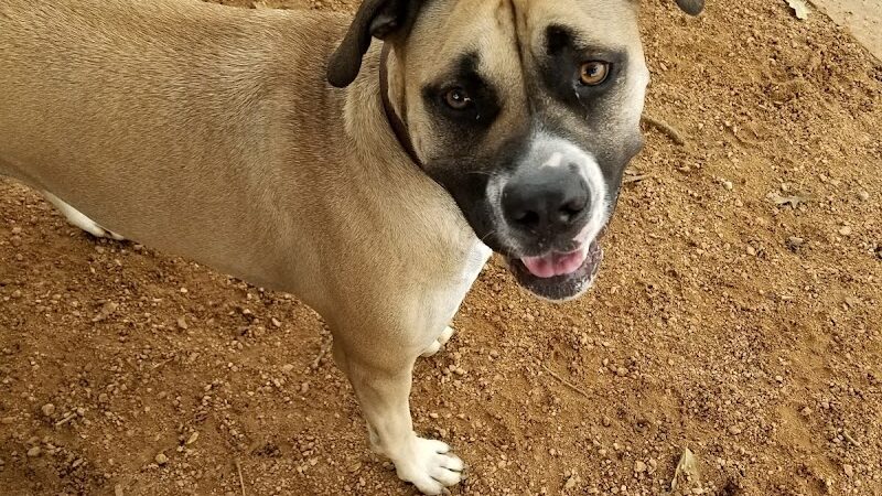 NRH Tipps Canine Hollow Dog Park - North Richland Hills, TX