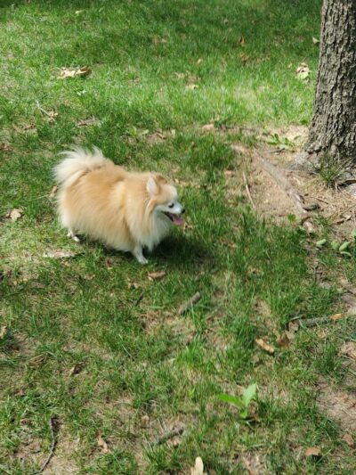 NRH Tipps Canine Hollow Dog Park - North Richland Hills, TX