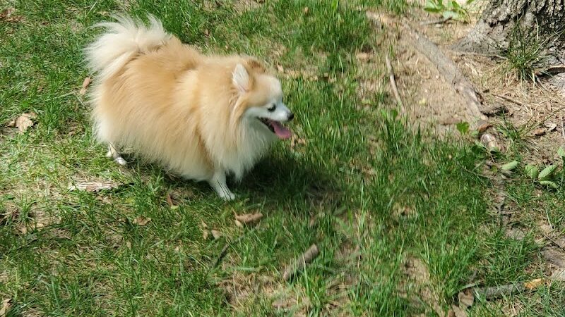 NRH Tipps Canine Hollow Dog Park - North Richland Hills, TX