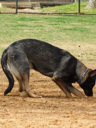 NRH Tipps Canine Hollow Dog Park - North Richland Hills, TX
