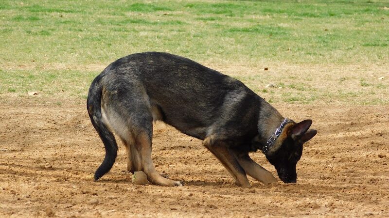 NRH Tipps Canine Hollow Dog Park - North Richland Hills, TX