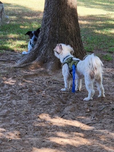 NRH Tipps Canine Hollow Dog Park - North Richland Hills, TX
