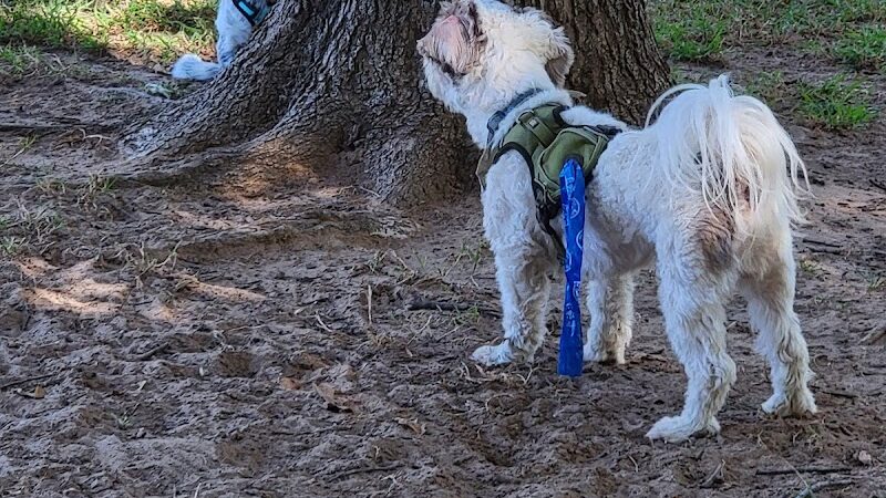 NRH Tipps Canine Hollow Dog Park - North Richland Hills, TX