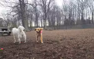 Montgomery Township Bark Park - North Wales, PA
