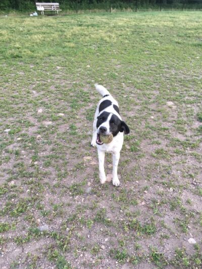 Northfield Dog Park - Northfield, MN