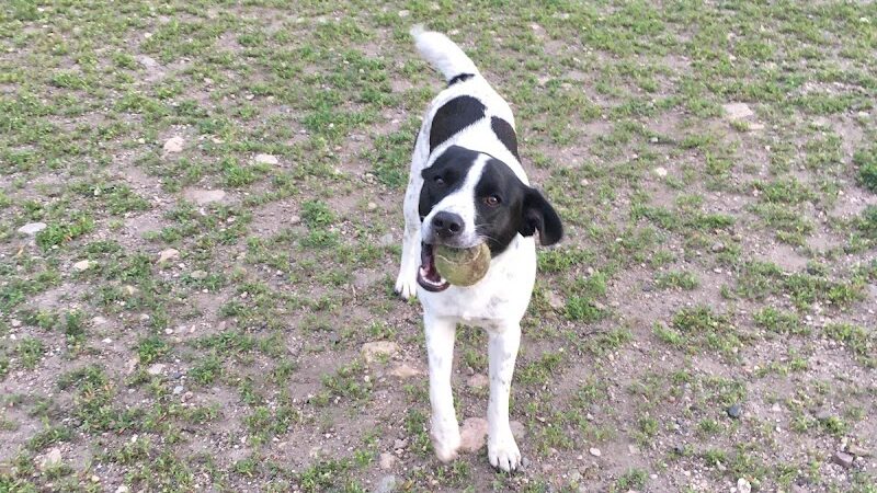Northfield Dog Park - Northfield, MN