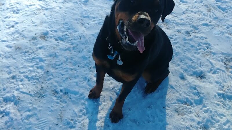 Northfield Dog Park - Northfield, MN