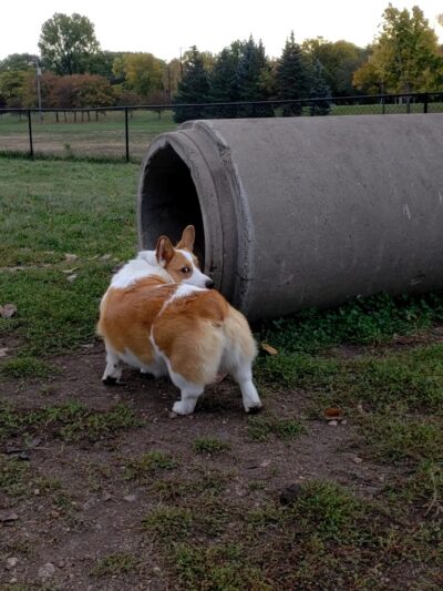 Northfield Dog Park - Northfield, MN