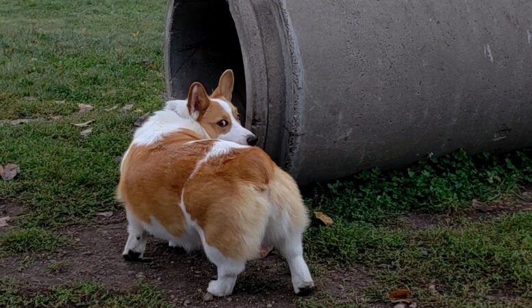 Northfield Dog Park - Northfield, MN