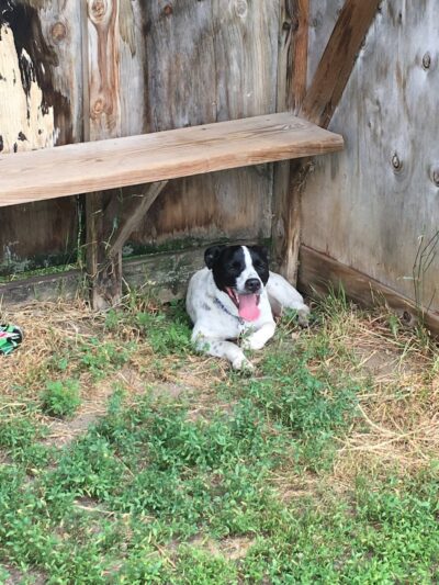 Northfield Dog Park - Northfield, MN
