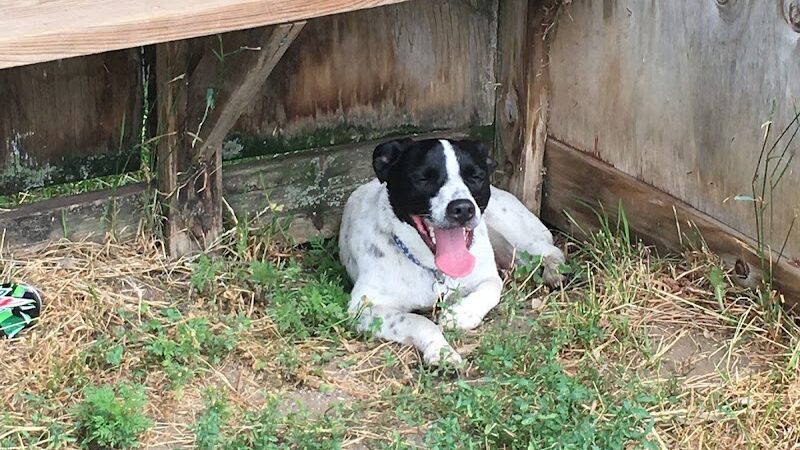 Northfield Dog Park - Northfield, MN