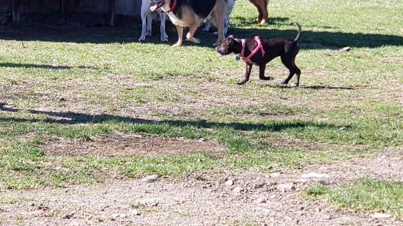 Northfield Dog Park - Northfield, MN