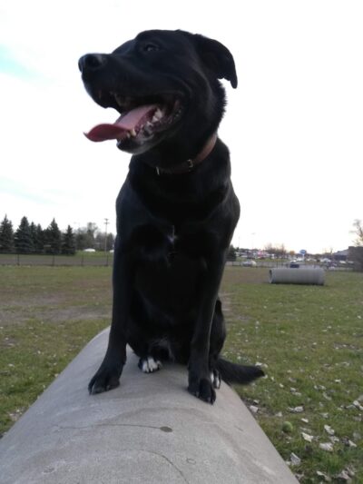 Northfield Dog Park - Northfield, MN