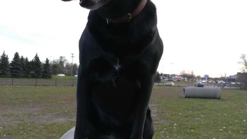 Northfield Dog Park - Northfield, MN