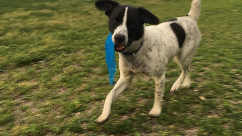 Northfield Dog Park - Northfield, MN