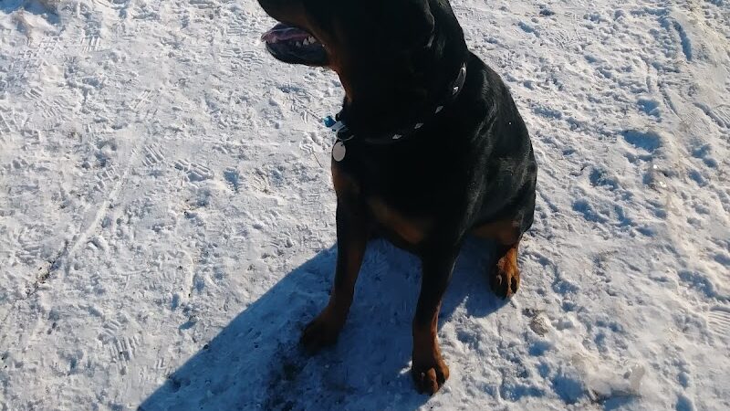 Northfield Dog Park - Northfield, MN