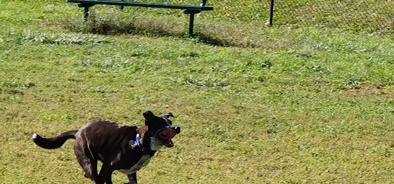 Northford Dog Park - Northford, CT