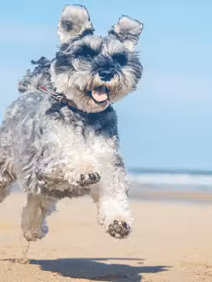 North Shore Animal Center - Northport, NY