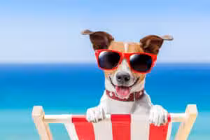 PetPort - Northport, NY
