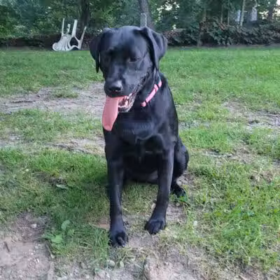Cady Street Dog Park - Northville, MI