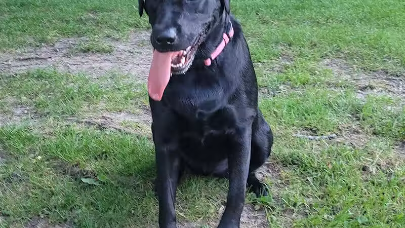 Cady Street Dog Park - Northville, MI