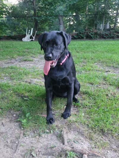 Cady Street Dog Park - Northville, MI