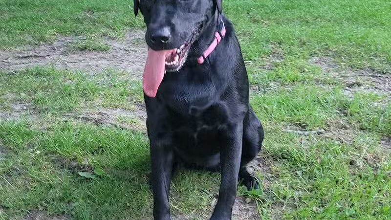 Cady Street Dog Park - Northville, MI
