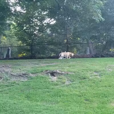 Cady Street Dog Park - Northville, MI