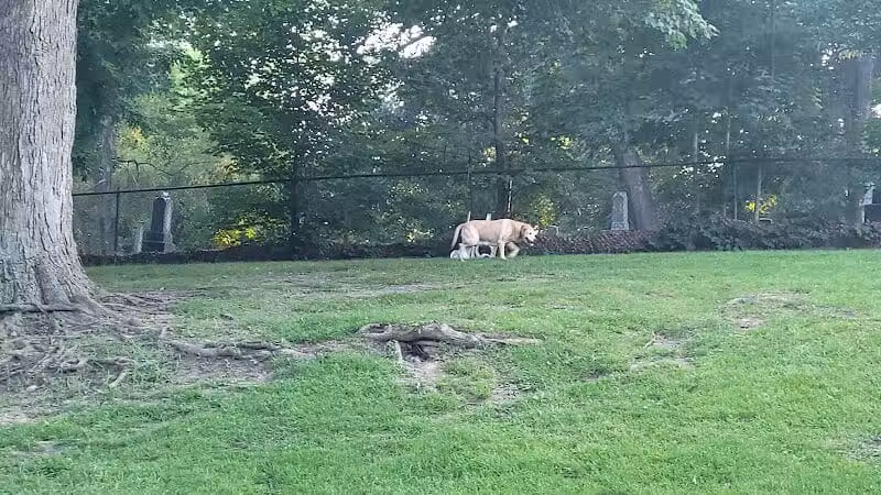 Cady Street Dog Park - Northville, MI