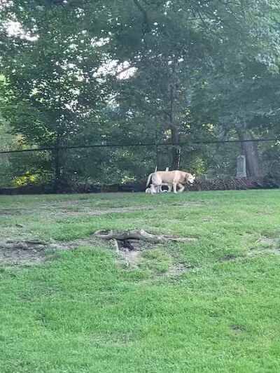 Cady Street Dog Park - Northville, MI