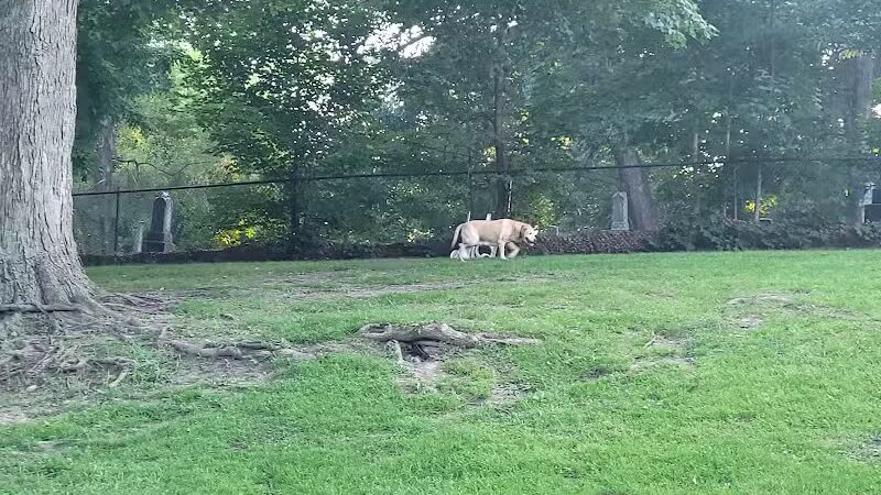 Cady Street Dog Park - Northville, MI