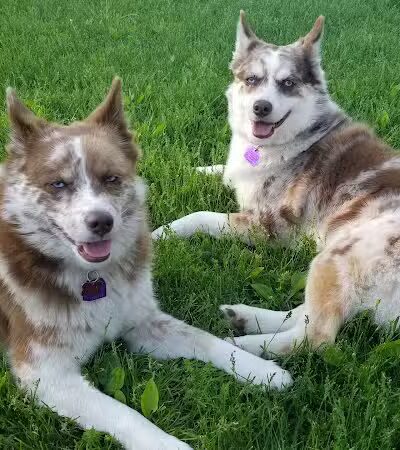 Cady Street Dog Park - Northville, MI