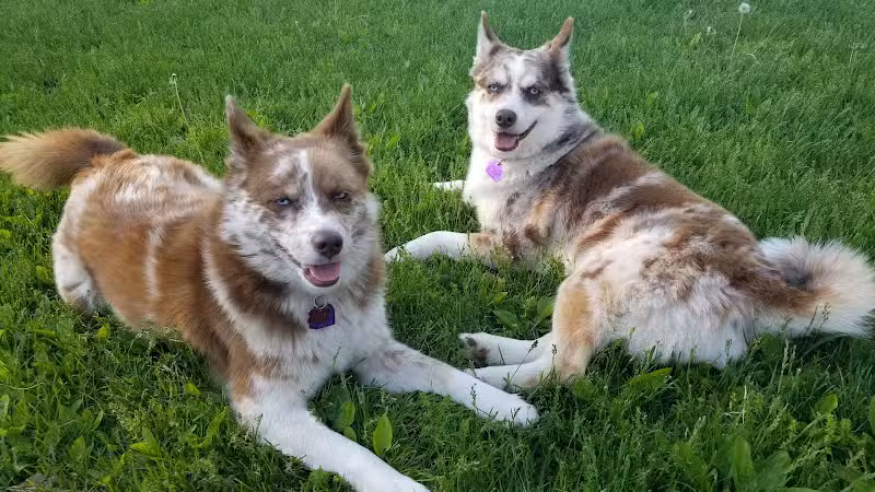 Cady Street Dog Park - Northville, MI