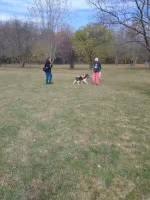 Northville Dog Park - Northville Township, MI