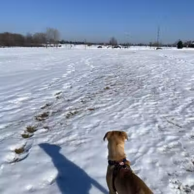Northville Dog Park - Northville Township, MI