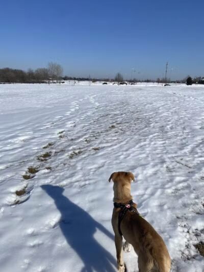 Northville Dog Park - Northville Township, MI