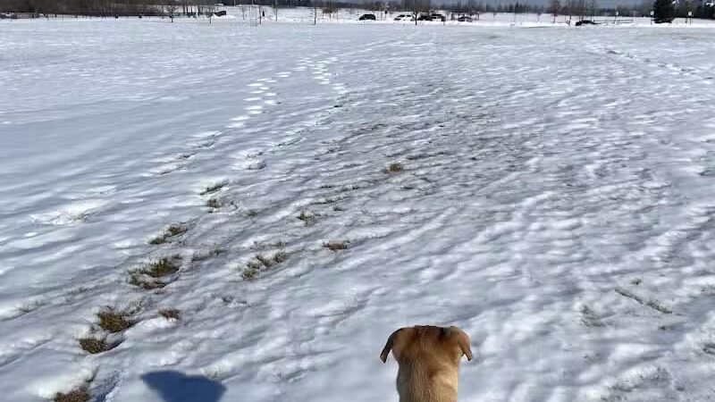 Northville Dog Park - Northville Township, MI