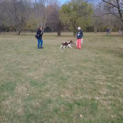 Northville Dog Park - Northville Township, MI