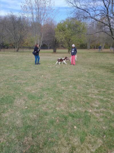 Northville Dog Park - Northville Township, MI