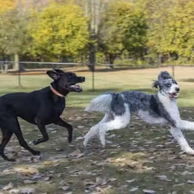 Northville Dog Park - Northville Township, MI