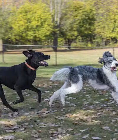 Northville Dog Park - Northville Township, MI